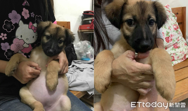 塞奶汪每天討抱，她抱30秒崩潰！（圖／飼主雷夢提供，請勿隨意翻拍，以免侵權。）