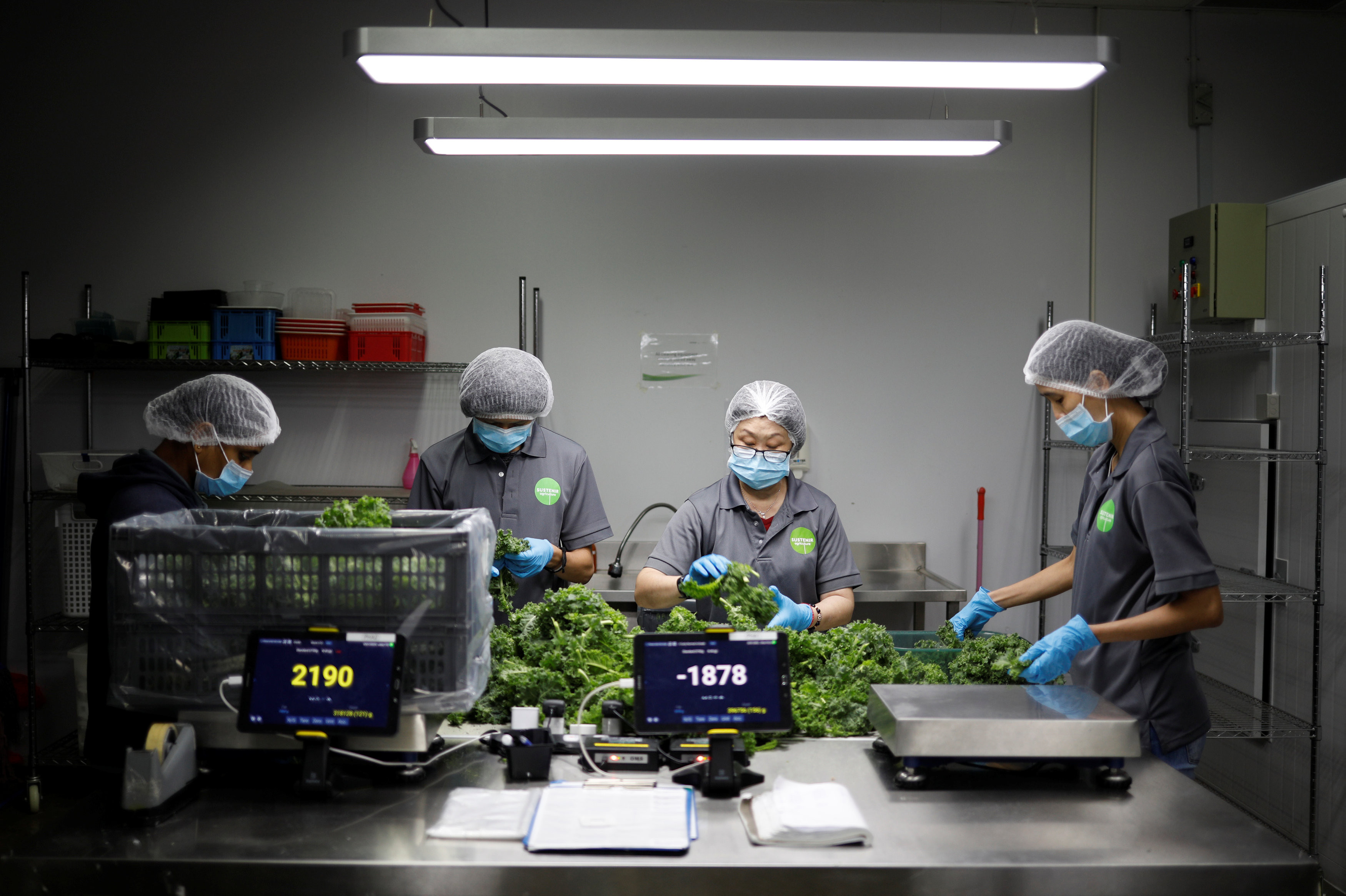 ▲▼新加坡發展高科技農業，種植出進口作物。（圖／路透社）