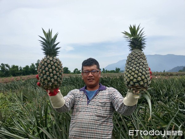 ▲屏東縣高樹鄉果農翁文宏栽種13豐鳳梨，甜度達21度。           （圖／記者陳崑福翻攝）