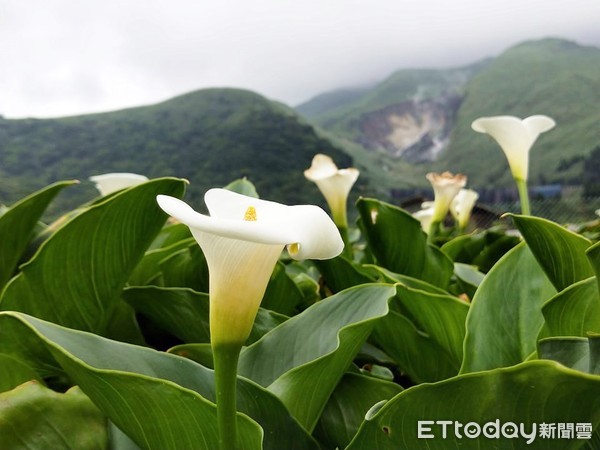 ▲▼竹子湖，大馬盃，海芋。（圖／記者徐溱謐攝）