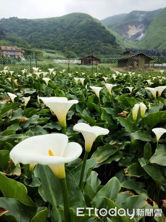 ▲▼竹子湖，大馬盃，海芋。（圖／記者徐溱謐攝）