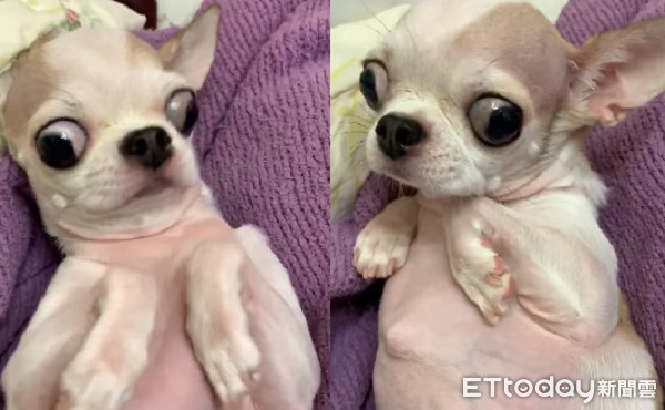 ▲▼磨指甲折手手投降！　吉娃娃「動動眼」抖到快掉出來嚇壞網友。（圖／有點毛毛的／網友Lucy Tang提供）