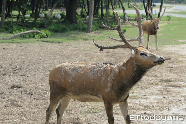 ▲▼江蘇省大豐麋鹿國家級自然保護區。（圖／記者陳政錄攝）