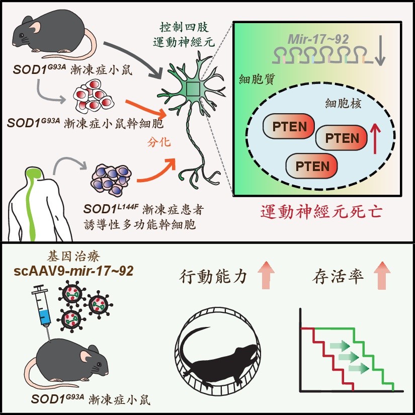 ▲▼   微型核糖核酸」可改善漸凍病症  。（圖／中研院提供）