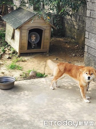 ▲柴柴把狗屋讓給傷重浪犬。（圖／網友黃毓婷授權提供）