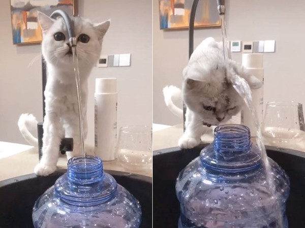 ▲貓咪喝水變洗頭。（圖／翻攝自抖音APP「little_milktea」）