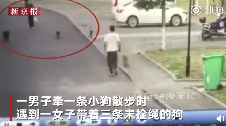 ▲▼ 看到愛犬被攻擊！他護狗慘被「撕咬蛋蛋」。（圖／翻攝自秒拍）