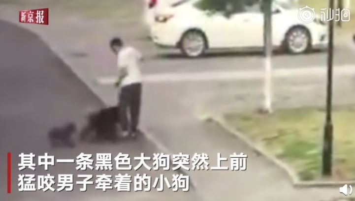 ▲▼ 看到愛犬被攻擊！他護狗慘被「撕咬蛋蛋」。（圖／翻攝自秒拍）