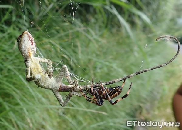 ▲攀木蜥蜴被蜘蛛網捕獲！　「嘴角傷痕」揭真兇可能另有其人。（圖／網友Hsnufox Lee授權使用，請勿隨意翻拍，以免侵權。）