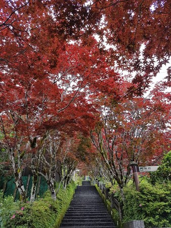 ▲▼炎炎夏天太平山避暑好去處。（圖／羅東林管處提供，下同）