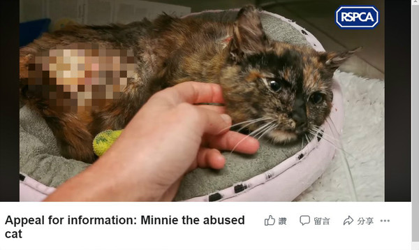 太殘忍！9個月玳瑁小貓遭人性虐　火燒全身「傷口裡爬滿蛆蟲」。（圖／翻攝自Facebook／RSPCA）