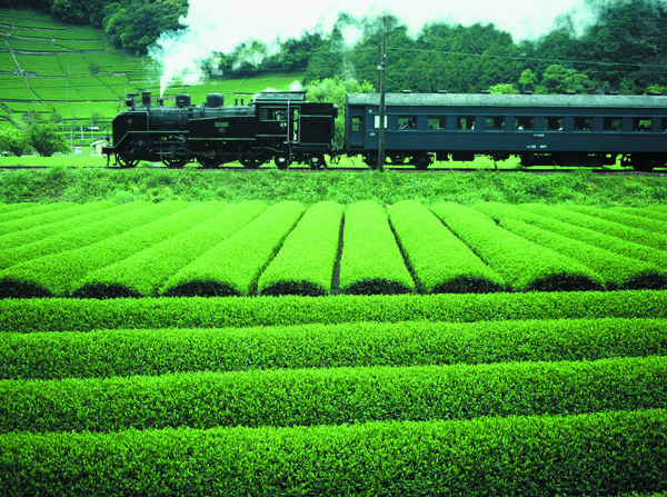 ▲行駛於大井川鐵道的SL古董蒸汽火車，穿梭綠油油的茶田。（圖／汎佳旅行社）。（圖／shutterstock.com提供）