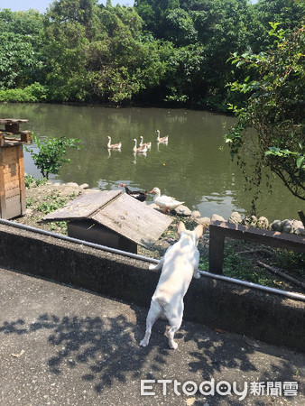 ▲▼阿嬤怕狗孫跑出去，特別貼出公告要大家注意。 （圖／粉絲專頁「法式皮蛋」授權提供）