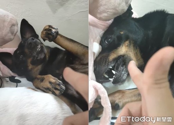 ▲聽到「開槍」氣炸！狗狗邊倒下邊兇巴巴嗆聲　網笑：演比較逼真。（圖／有點毛毛的／飼主靖文）