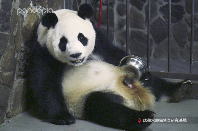 ▲▼2019年全球首隻圈養大熊貓幼仔平安出生。（圖／翻攝微博／PANDAPIA）