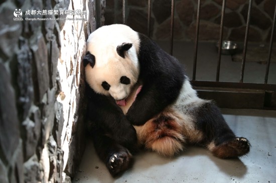 ▲▼2019年全球首隻圈養大熊貓幼仔平安出生。（圖／翻攝成都大熊貓繁育研究基地官網）