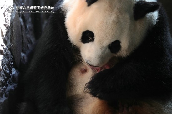 ▲▼2019年全球首隻圈養大熊貓幼仔平安出生。（圖／翻攝成都大熊貓繁育研究基地官網）