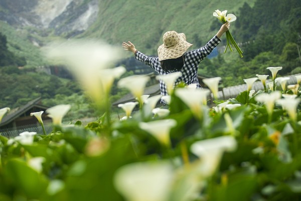 ▲▼海芋田，竹子湖，海芋。（圖／台灣休閒農業發展協會提供）