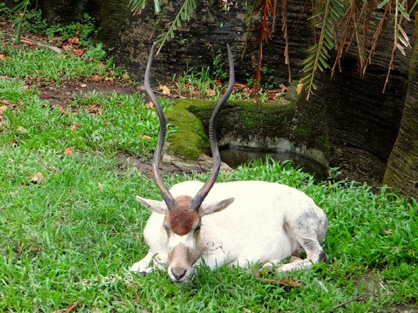 交友好困難！弓角羚羊遭同伴驅趕。（圖／台北市立動物園提供）