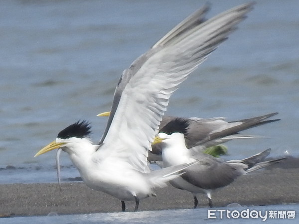 鳳頭燕鷗遭牠刺穿喉，狂甩弄不掉。（圖／拍鳥俱樂部李姓鳥友提供）