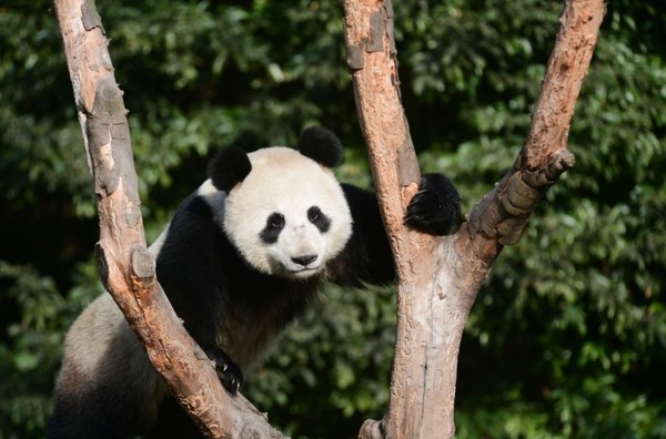 ▲前進俄羅斯莫斯科動物園的貓熊如意。（圖／翻攝上觀新聞）