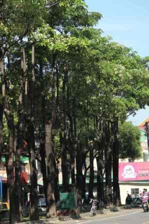 嘉義市區刺鼻異味　調查數日竟是黑板樹開花