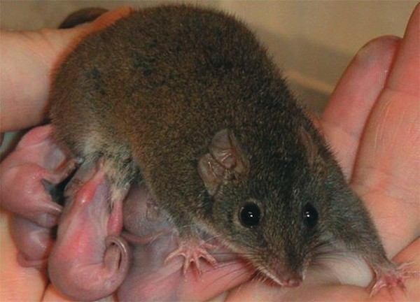 袋鼯袋鼩(antechinus)宝宝全是爸爸用生命孕育出来的