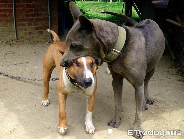 霸氣泰皇犬遇到牠壞掉，爸傻眼了！（圖／臉書粉絲專頁「泰皇犬甜甜的窩」授權，請勿隨意翻拍，以免侵權）