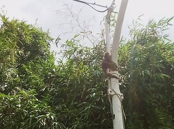 ▲小彌猴疑似遭人棄養，近日出現在和美地區。（圖／黃華晃提供）