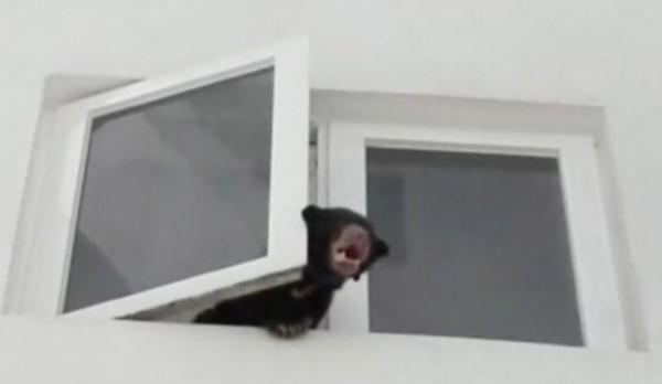▲▼吉隆坡大樓寓所傳出嘶吼 裡頭竟藏馬來熊。（圖／翻攝自YouTube）