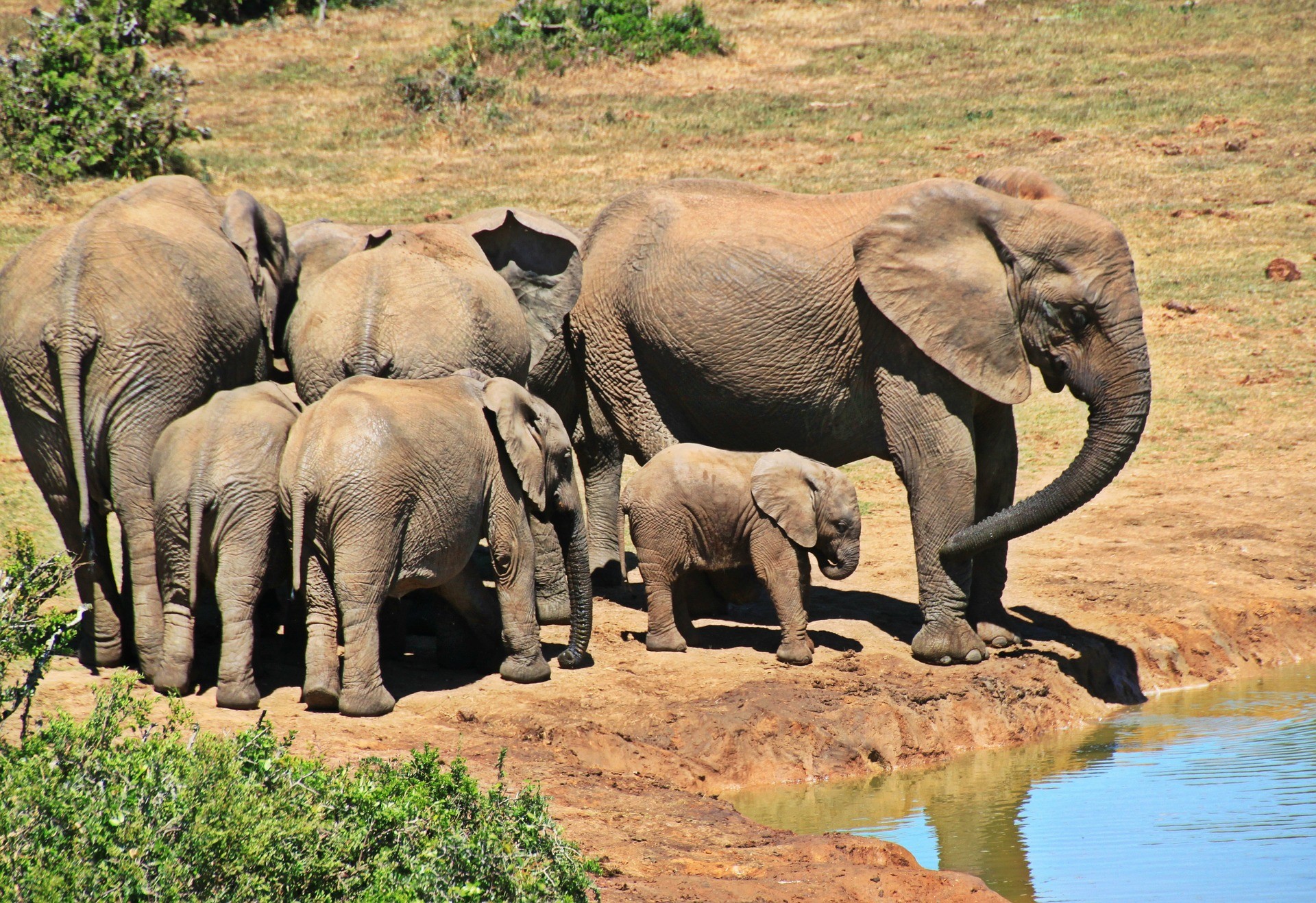 ▲▼ 大象,象群。（圖／取字免費圖庫pixabay）