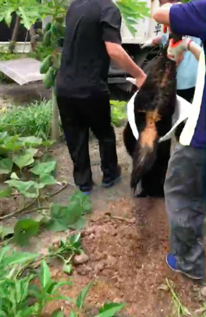 ▲▼彰化溪湖發生2隻大型獒犬咬傷人。（圖／溪湖鎮公所提供）