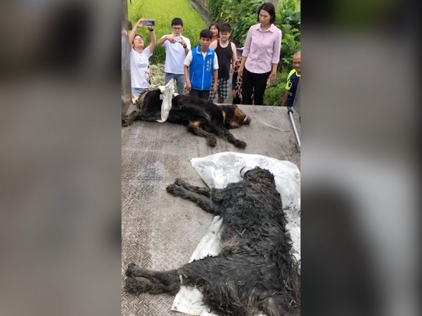 ▲▼彰化溪湖發生2隻大型獒犬咬傷人。（圖／溪湖鎮公所提供）