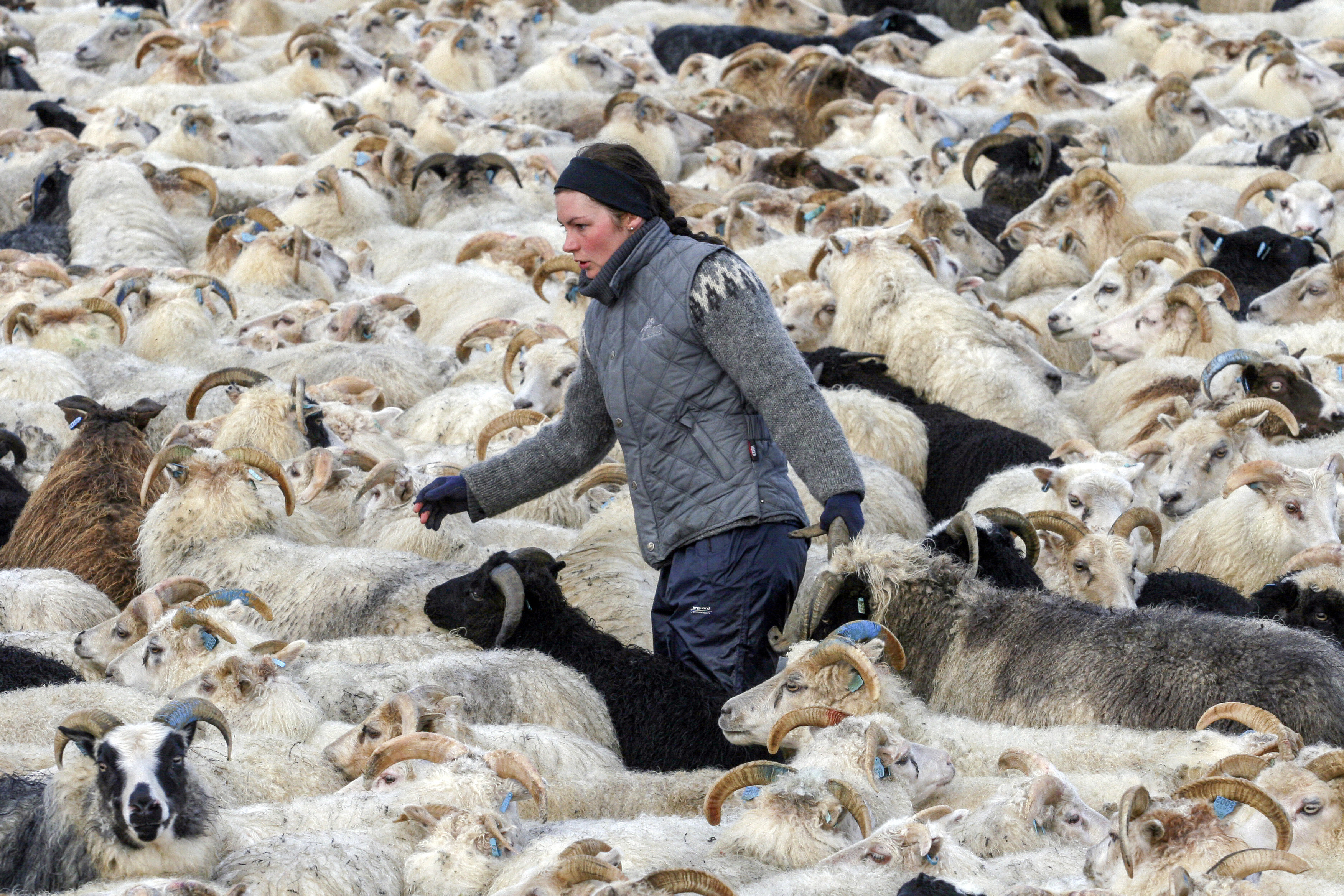 ▲▼觀光客以為自己買的是冰島毛衣，其實是中國製造。（圖／達志影像／美聯社）