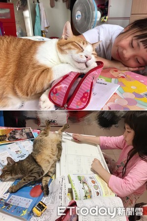 ▲女兒堅持寫功課時要配貓。