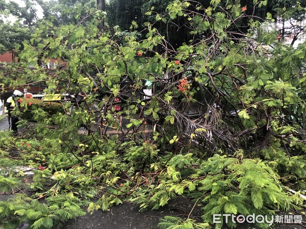 ▲台南市大豪雨，造成許多封閉，成大發生樹木倒下壓傷學生，經送醫幸無大礙。（圖／記者林悅翻攝，下同）