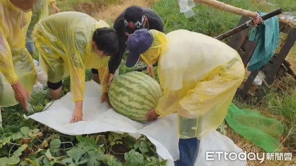 ▲瓜農趁雨勢還沒變大時，趕緊搶收剩下的2顆重98台斤的大西瓜。（圖／記者黃孟珍翻攝）