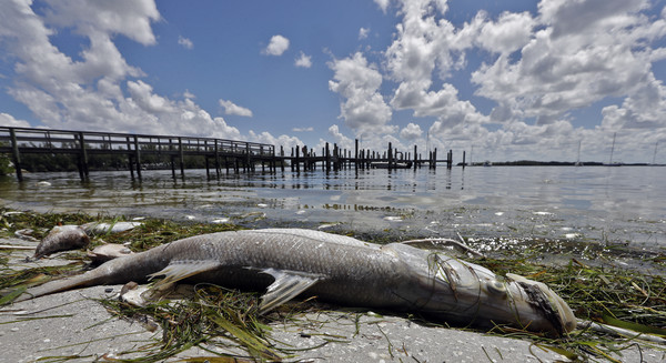 ▲▼墨西哥灣沿岸2018年曾爆發過一次「紅潮」，具有毒性的藻類大量繁殖，造成水生物死亡。（圖／達志影像／美聯社）