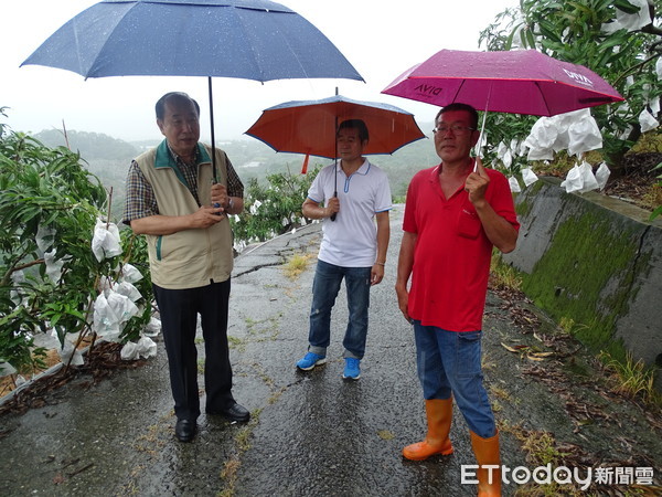 ▲連日豪大雨，擔心正要產出的芒果受影響，造成果農損失，農業局長李朝塘特深入山區視察。（圖／記者林悅翻攝，下同）