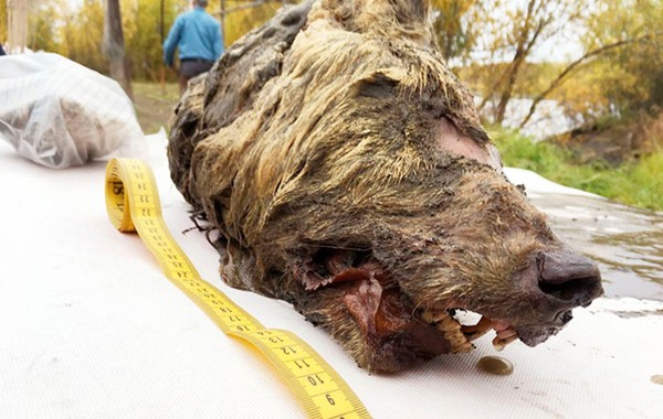 ▲▼科學家在西伯利亞永棟土發現冰河時期的巨大狼頭。（圖／翻攝自siberiantimes）