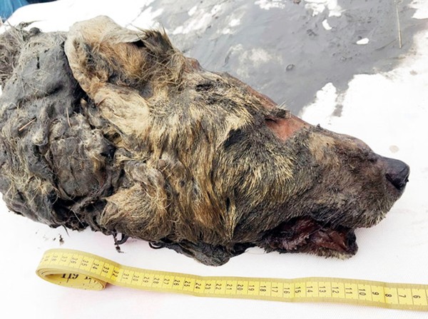 ▲▼科學家在西伯利亞永棟土發現冰河時期的巨大狼頭。（圖／翻攝自siberiantimes）