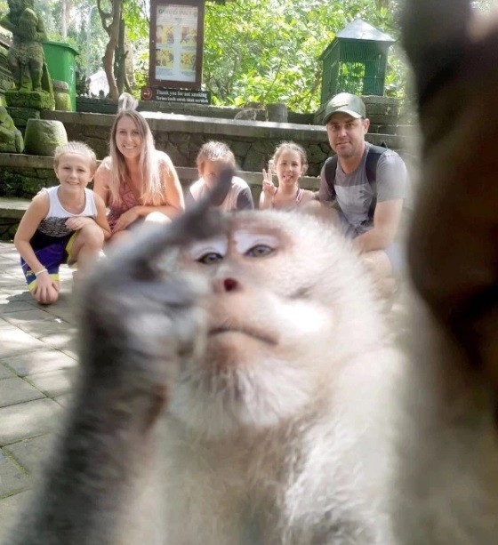 圖／翻攝自TWITTER@Sacred Monkey Forest