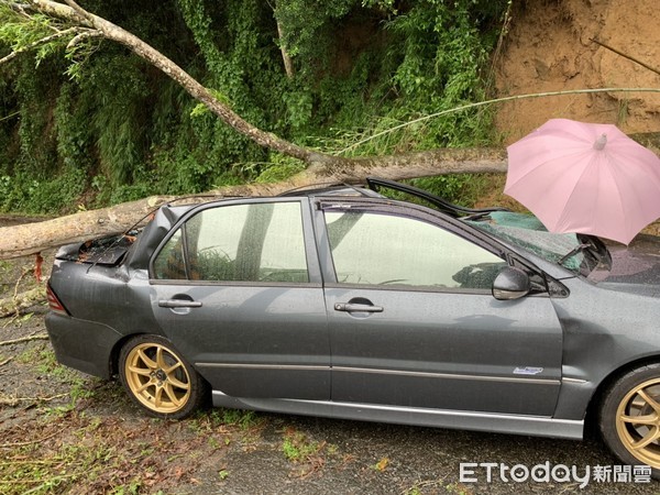 ▲連日大雨導致苗栗一處路樹倒塌，正好壓住1輛路過的轎車，駕駛受傷送醫。（圖／記者黃孟珍翻攝）