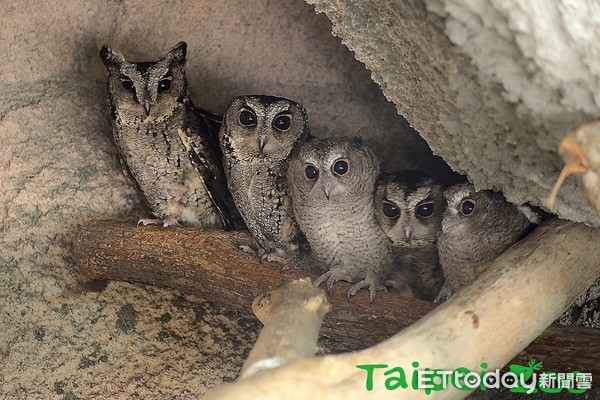 ▲打造「節能屋」省水電救地球，動物園：讓瀕危動物回到野外。（圖／臺北動物園提供。）