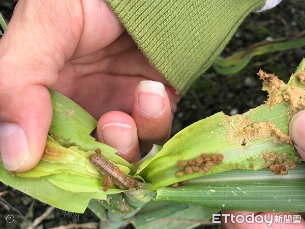 ▲民眾收集植物蟲害特徵照片及蟲體相片，提供發生地點及聯絡人資訊通報防檢局，於6月21日前經鑑定確為秋行軍蟲者，農委會將提供通報獎金新台幣1萬元。（圖／記者王兆麟翻攝）