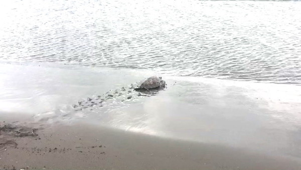 ▲▼14日上午誤闖漁網的保育類綠蠵龜，14日下午順利重返大海。（圖／第一岸巡隊提供，下同）