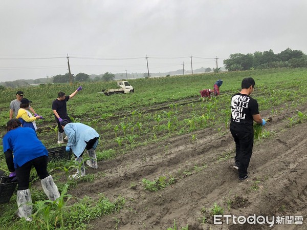 ▲▼花蓮疑似發現秋行軍蟲，動植物防疫所派員前往田區採樣並進行作物清除掩埋工作。（圖／記者王兆麟翻攝，下同）