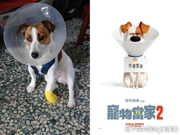 ▲傑克羅素㹴犬撞臉《寵物當家》麥斯。（圖／網友林東東授權提供）