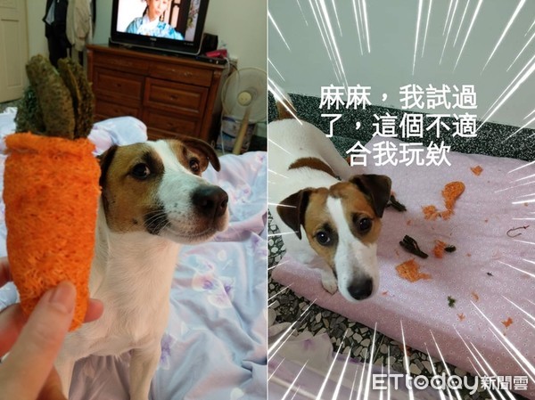 ▲傑克羅素㹴犬撞臉《寵物當家》麥斯。（圖／網友林東東授權提供）