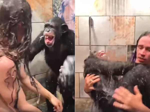 ▲黑猩猩幫主人洗頭。（圖／翻攝自IG@kodyantle）